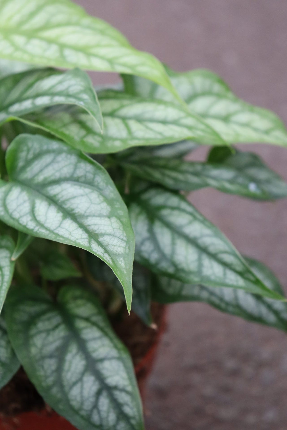 Philodendron Siltepecana