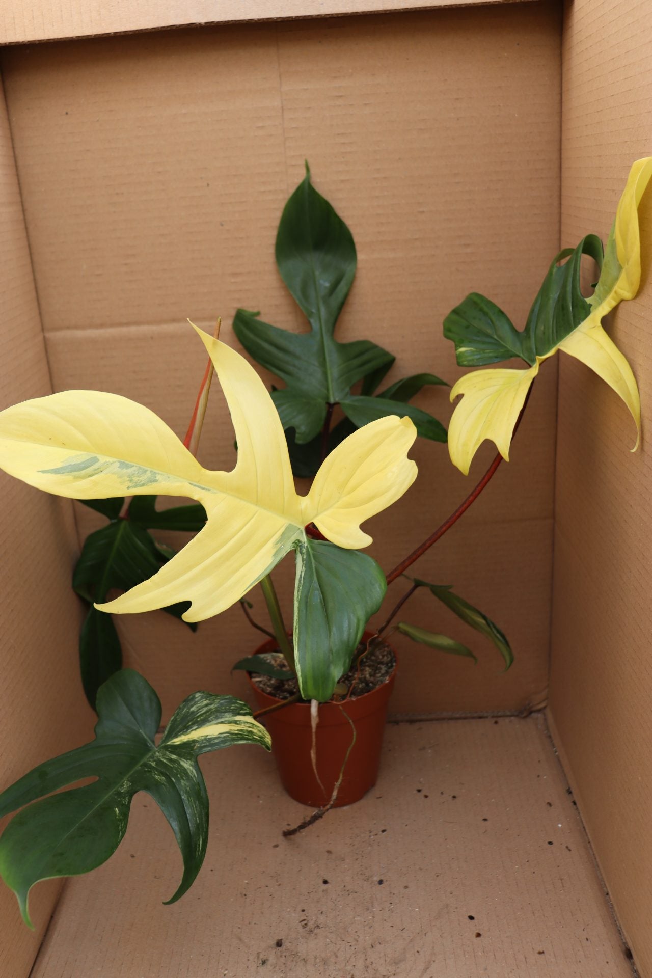 Philodendron Florida Beauty