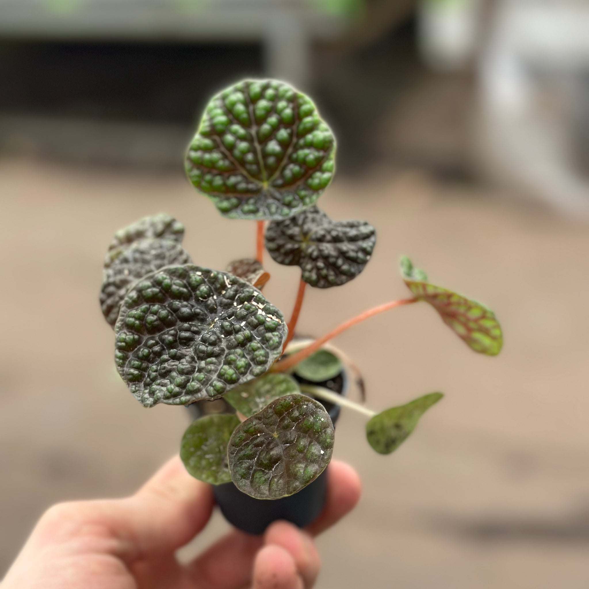 Peperomia Green Bubble Dark