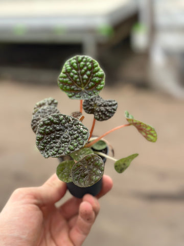 Peperomia Green Bubble Dark