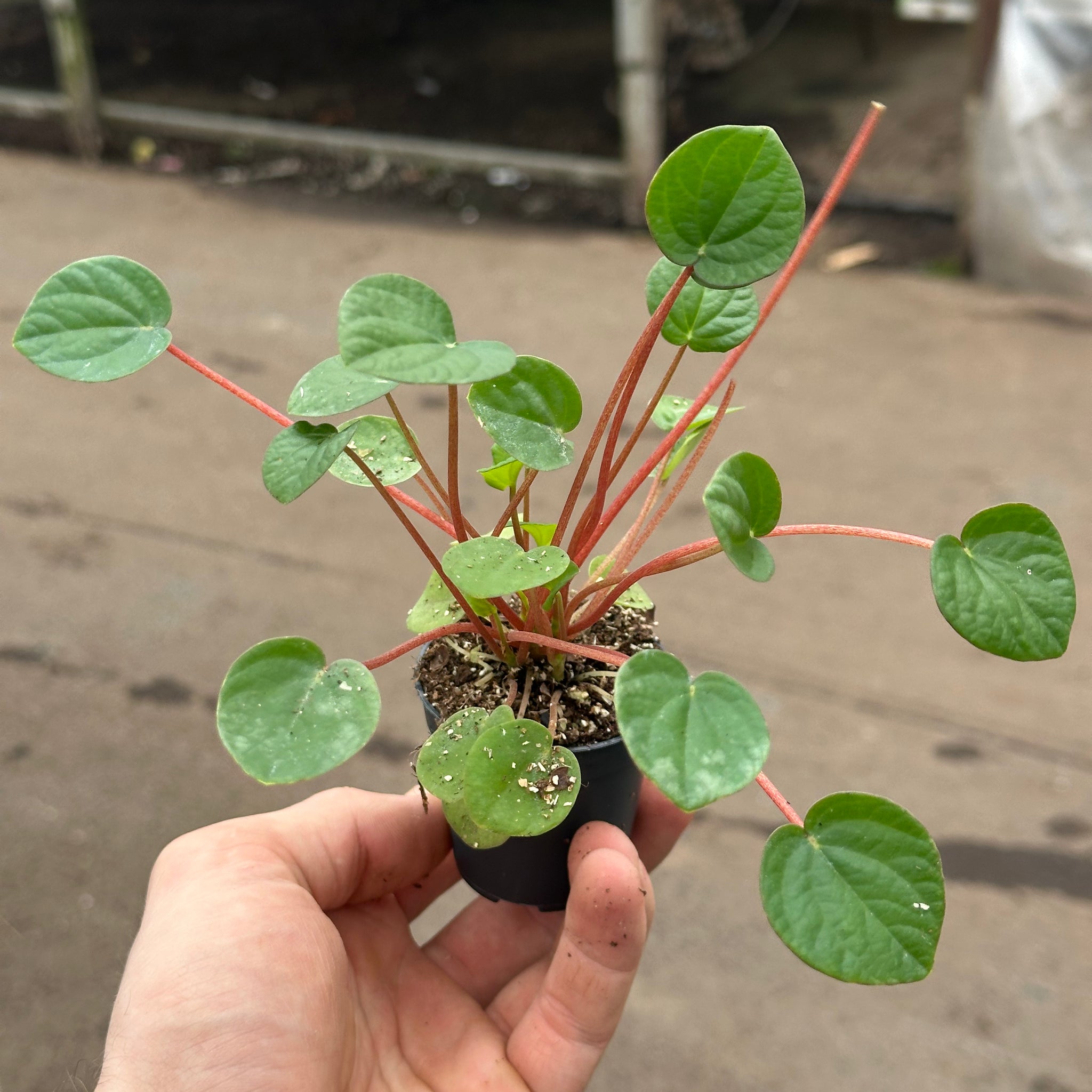 Peperomia Rana Verde