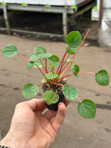 Peperomia Rana Verde