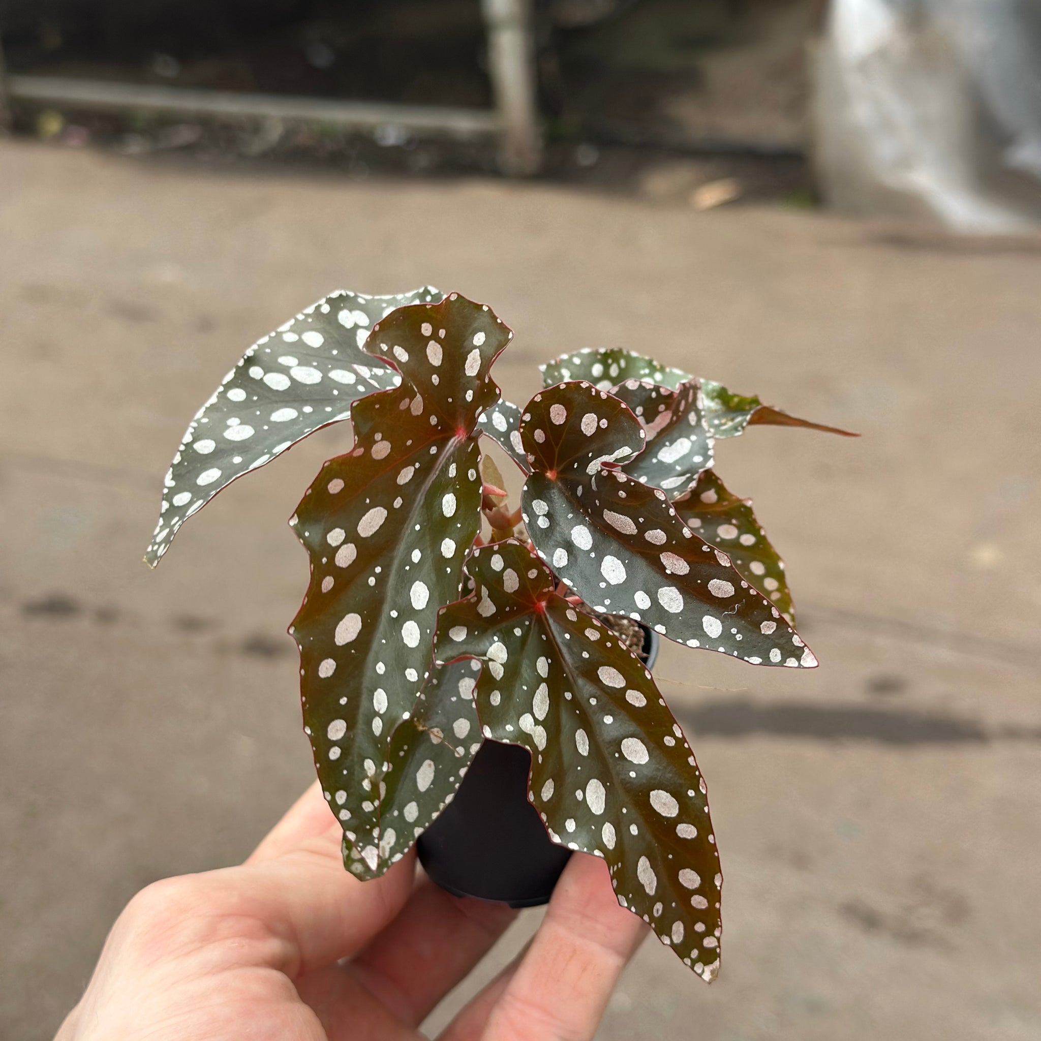 Begonia Black Forest