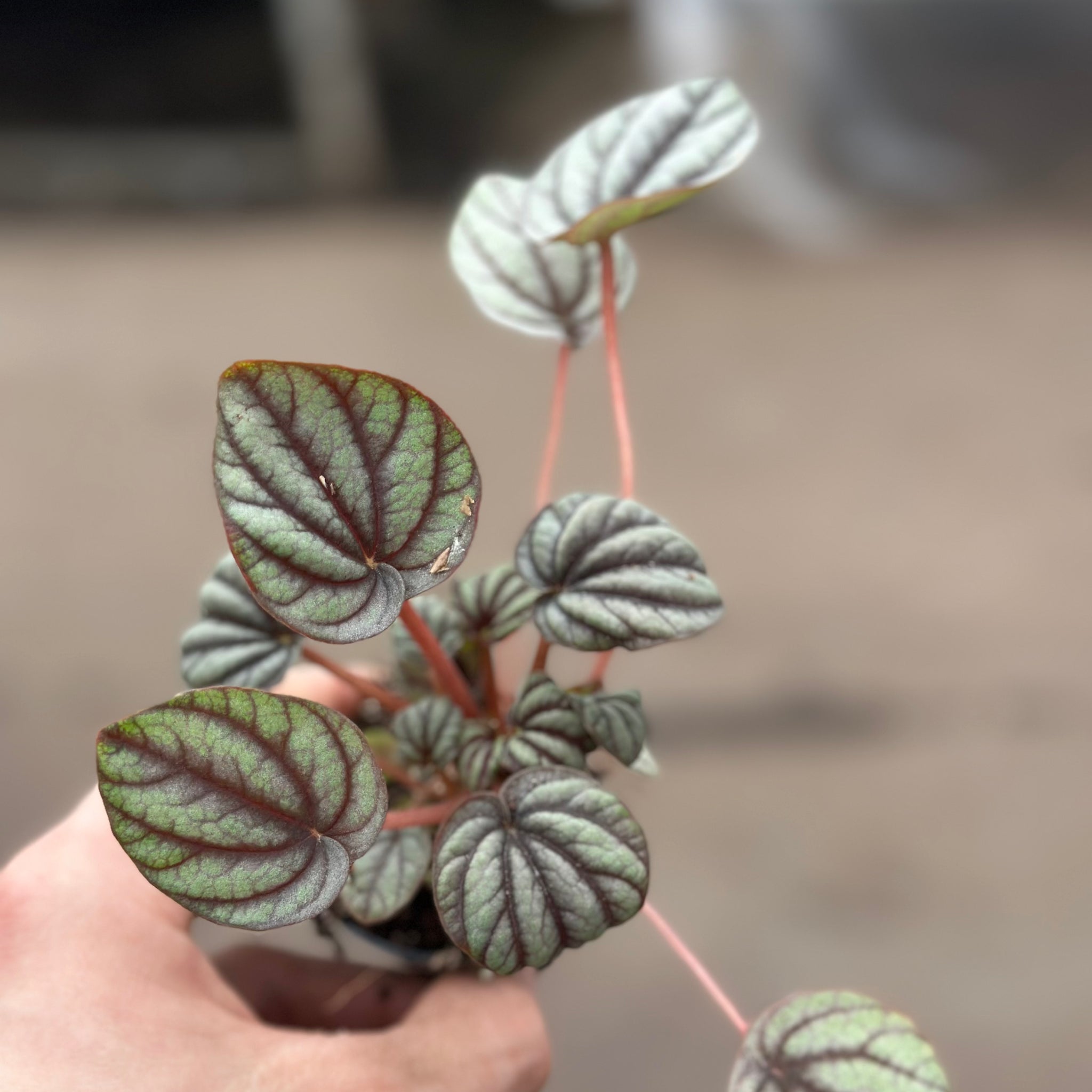 Peperomia Mistique