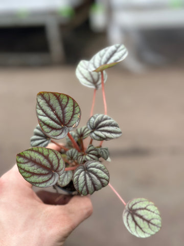 Peperomia Mistique