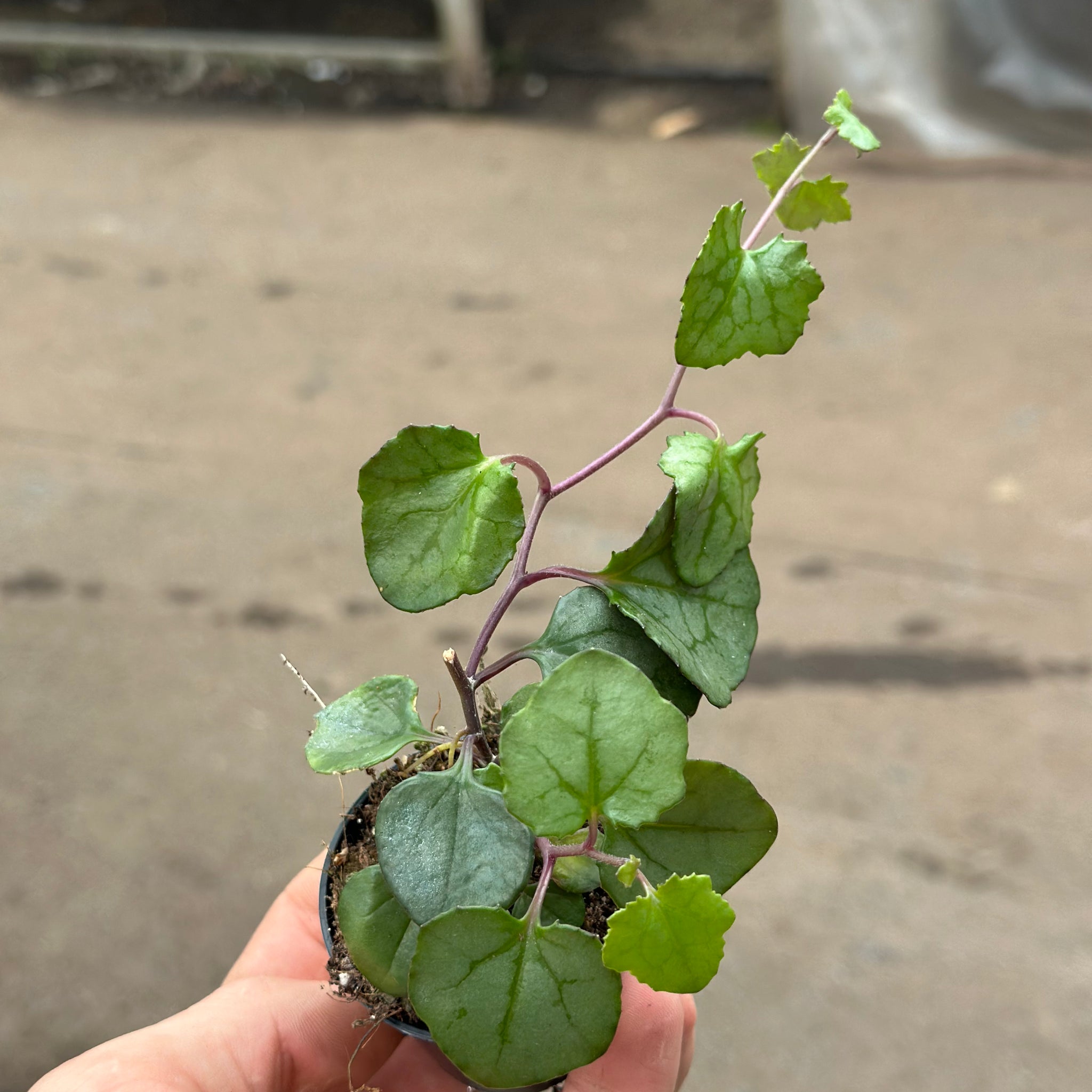 Senecio Mikanoides