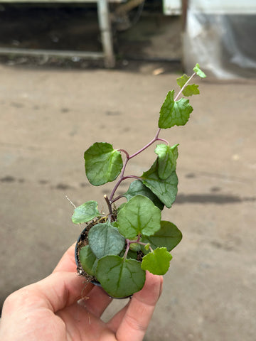 Senecio Mikanoides