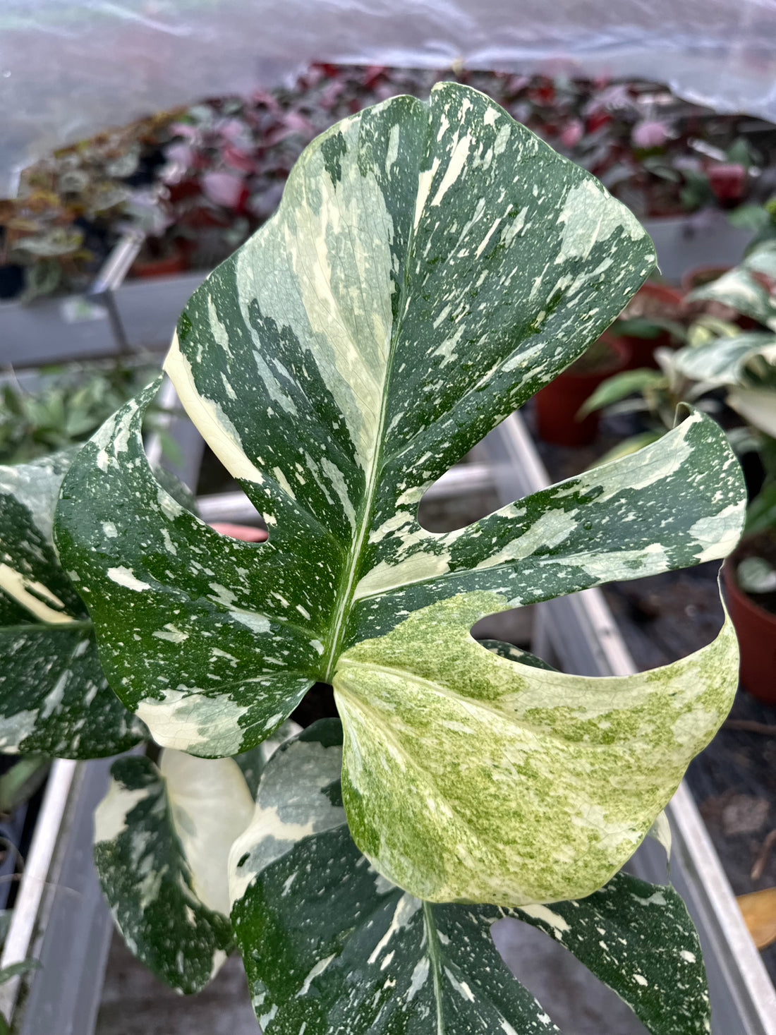 Monstera Thai Tricolour 'Miracle Thai'