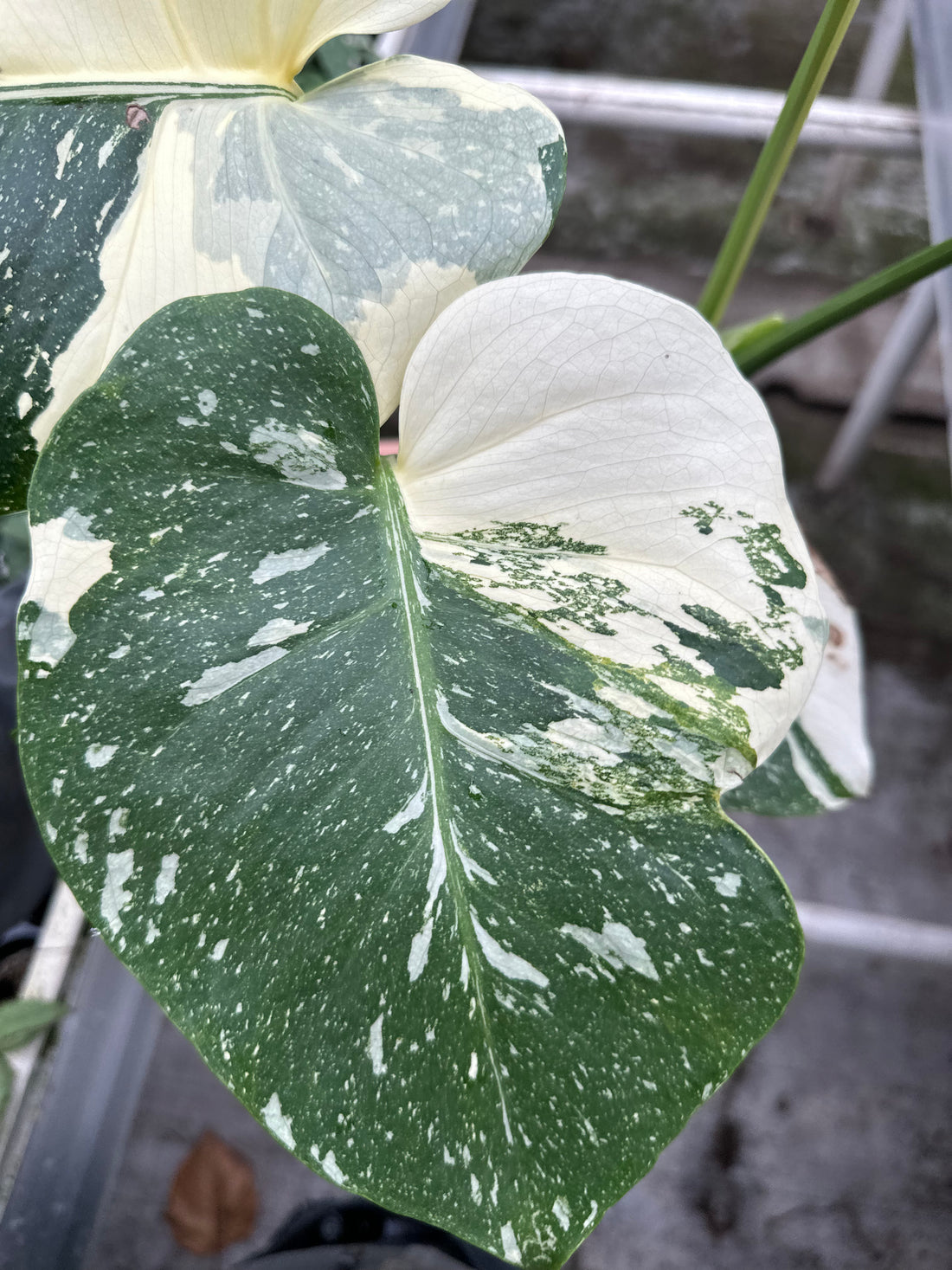 Monstera Thai Tricolour (Small mutation)