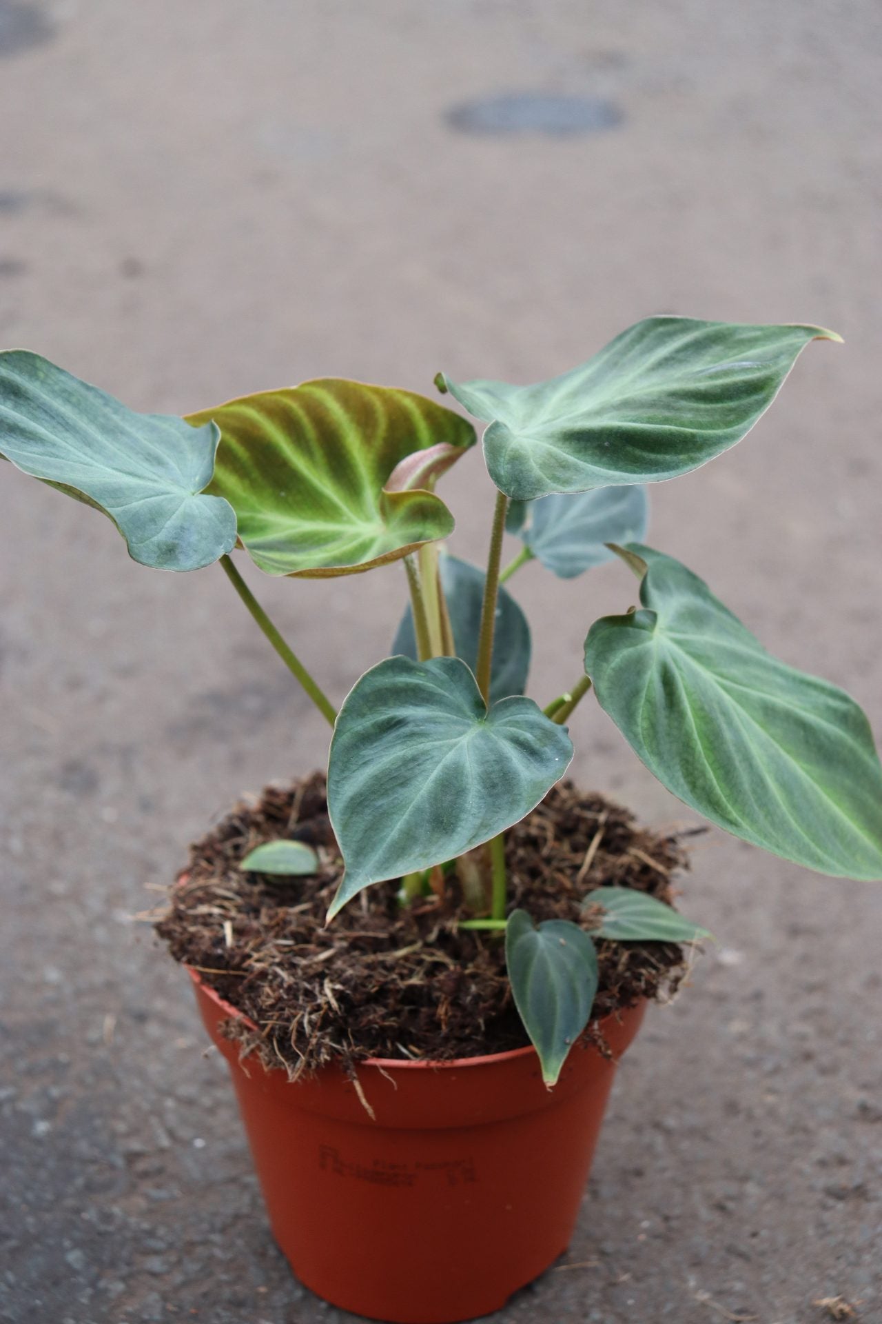 Philodendron Verrucosum