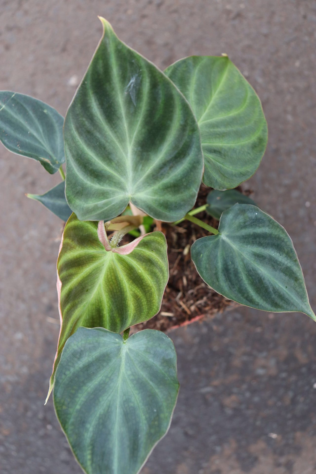 Philodendron Verrucosum