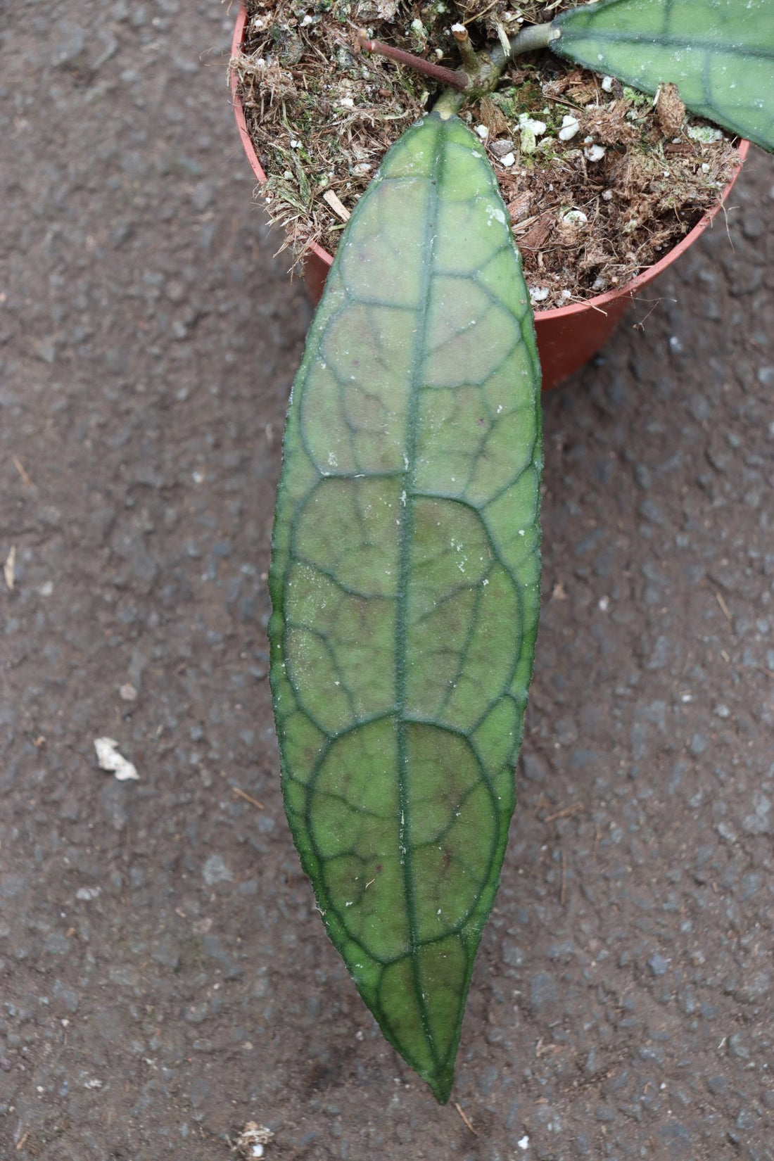 Hoya Clemensiorum Aceh