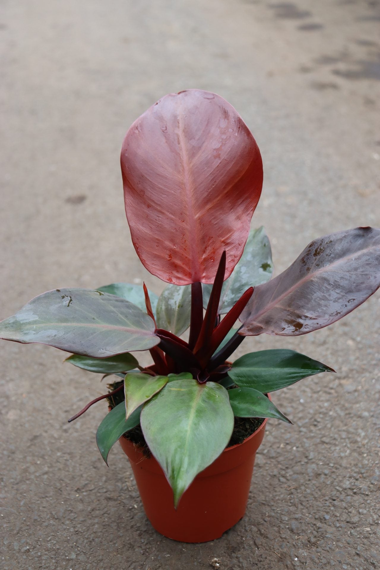 Philodendron Cherry Red