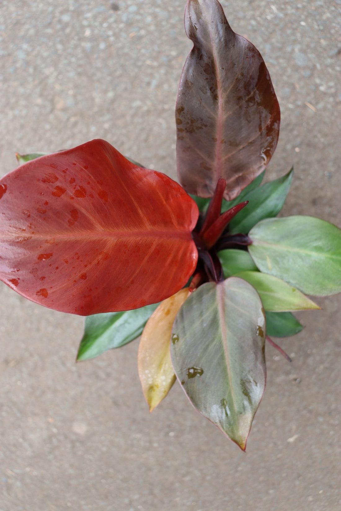 Philodendron Cherry Red