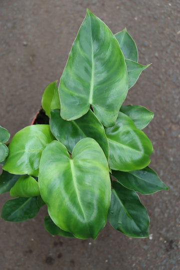 Philodendron Burle Marx