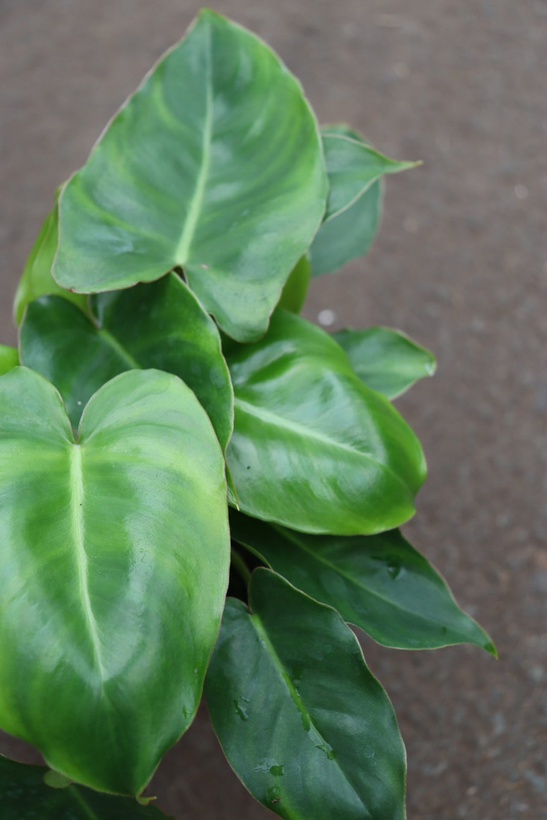 Philodendron Burle Marx