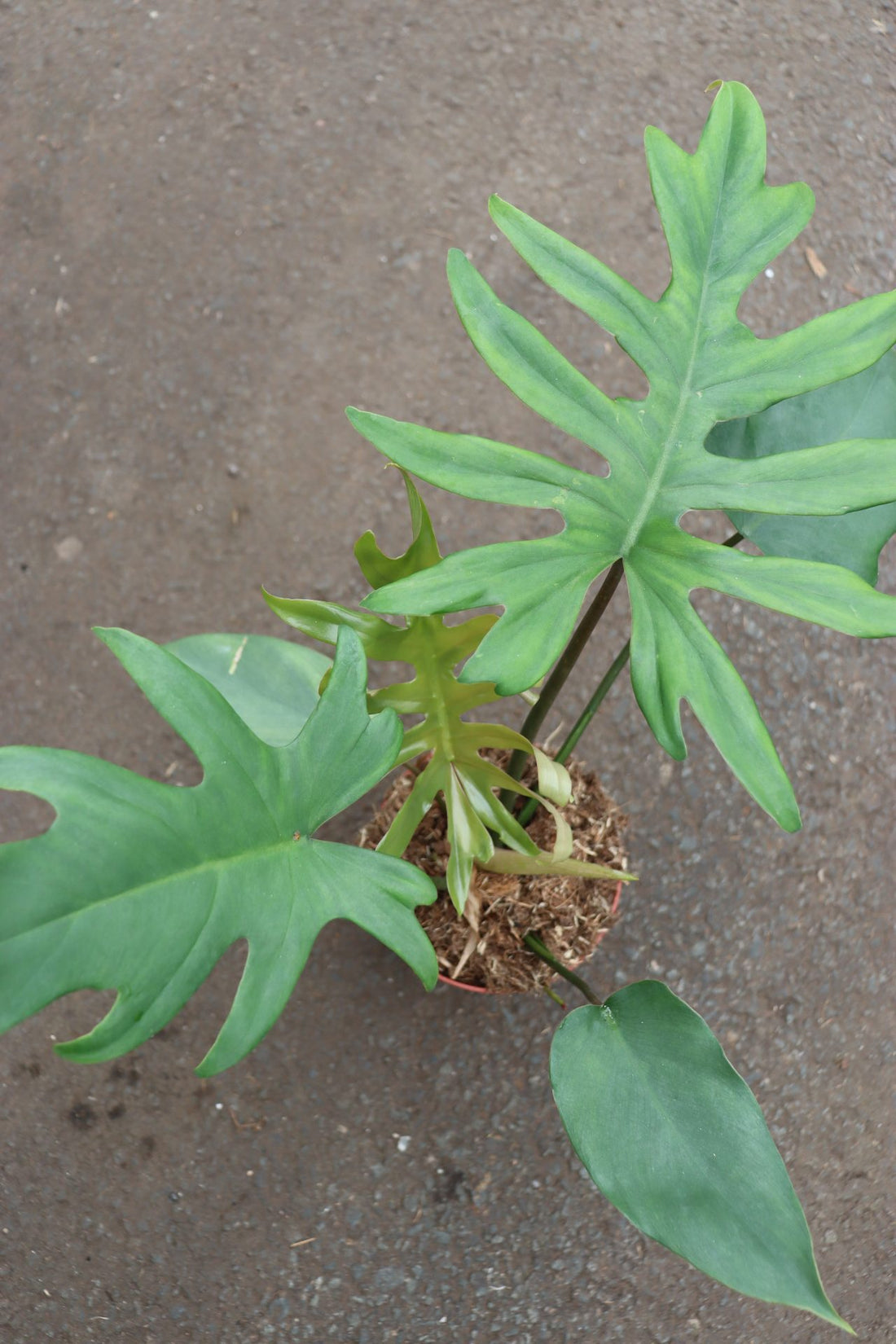 Philodendron Mayoi