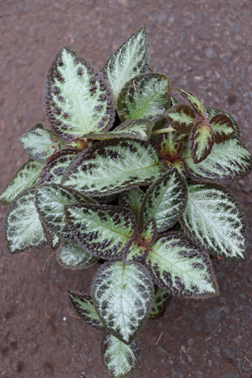 Episcia Silver Skies