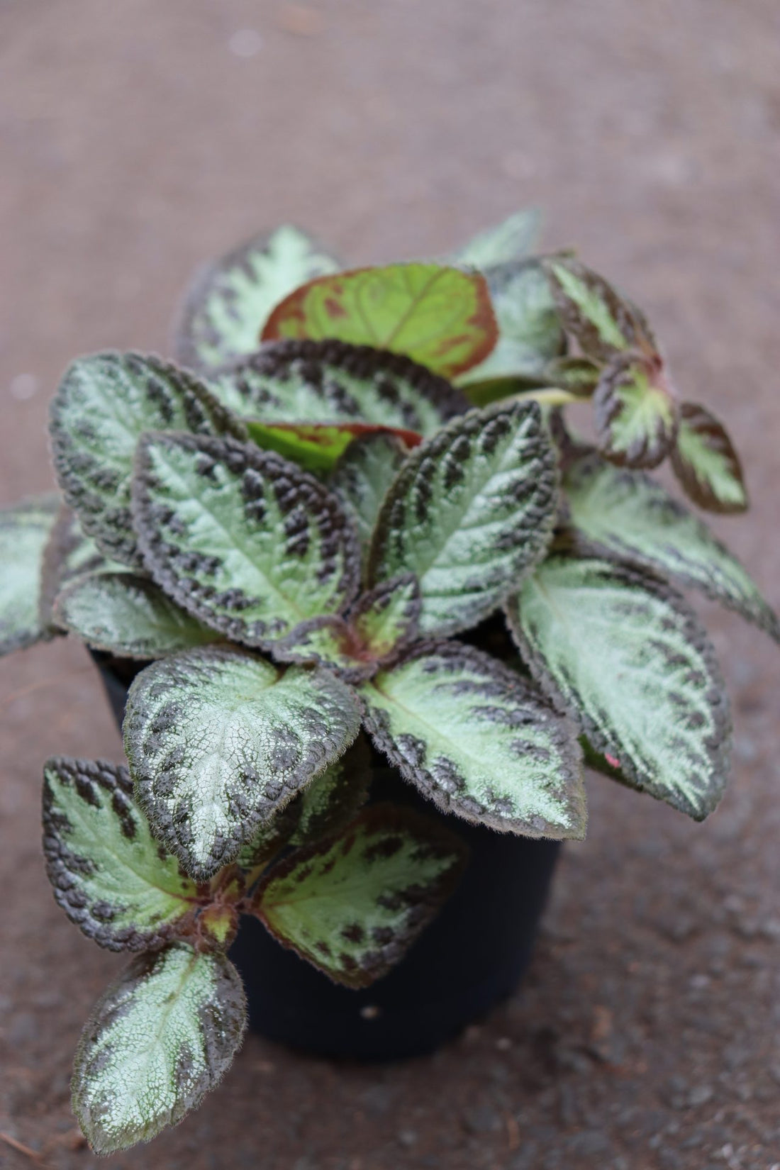 Episcia Silver Skies