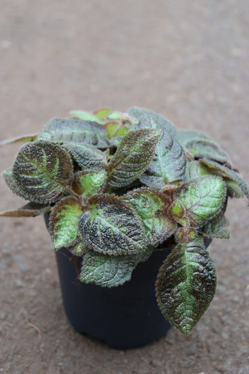 Episcia Pink Panther