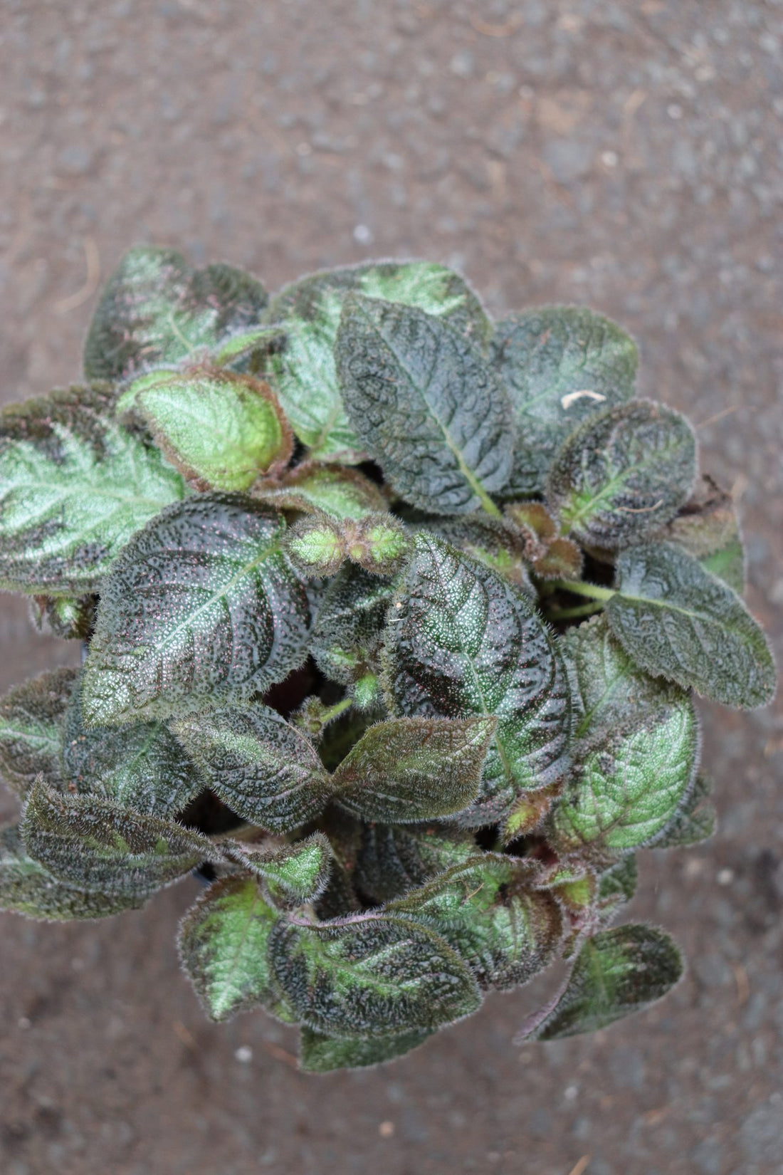 Episcia Pink Panther