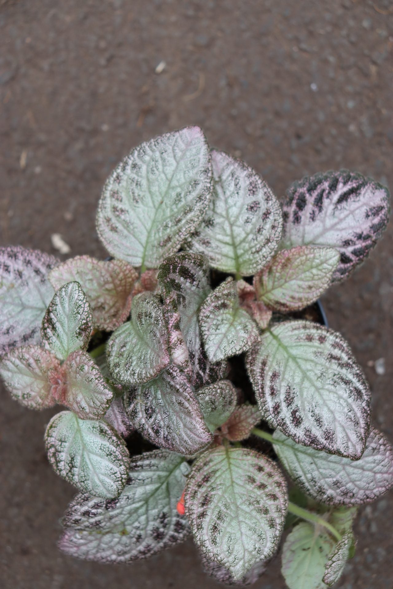 Episcia Hybrid