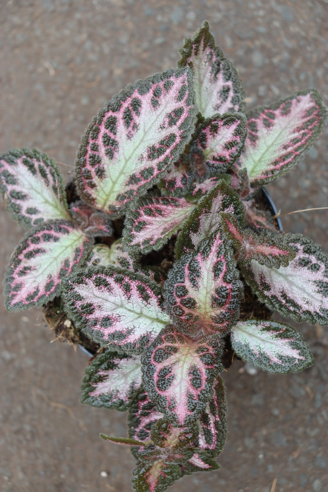 Episcia Pink Acajou