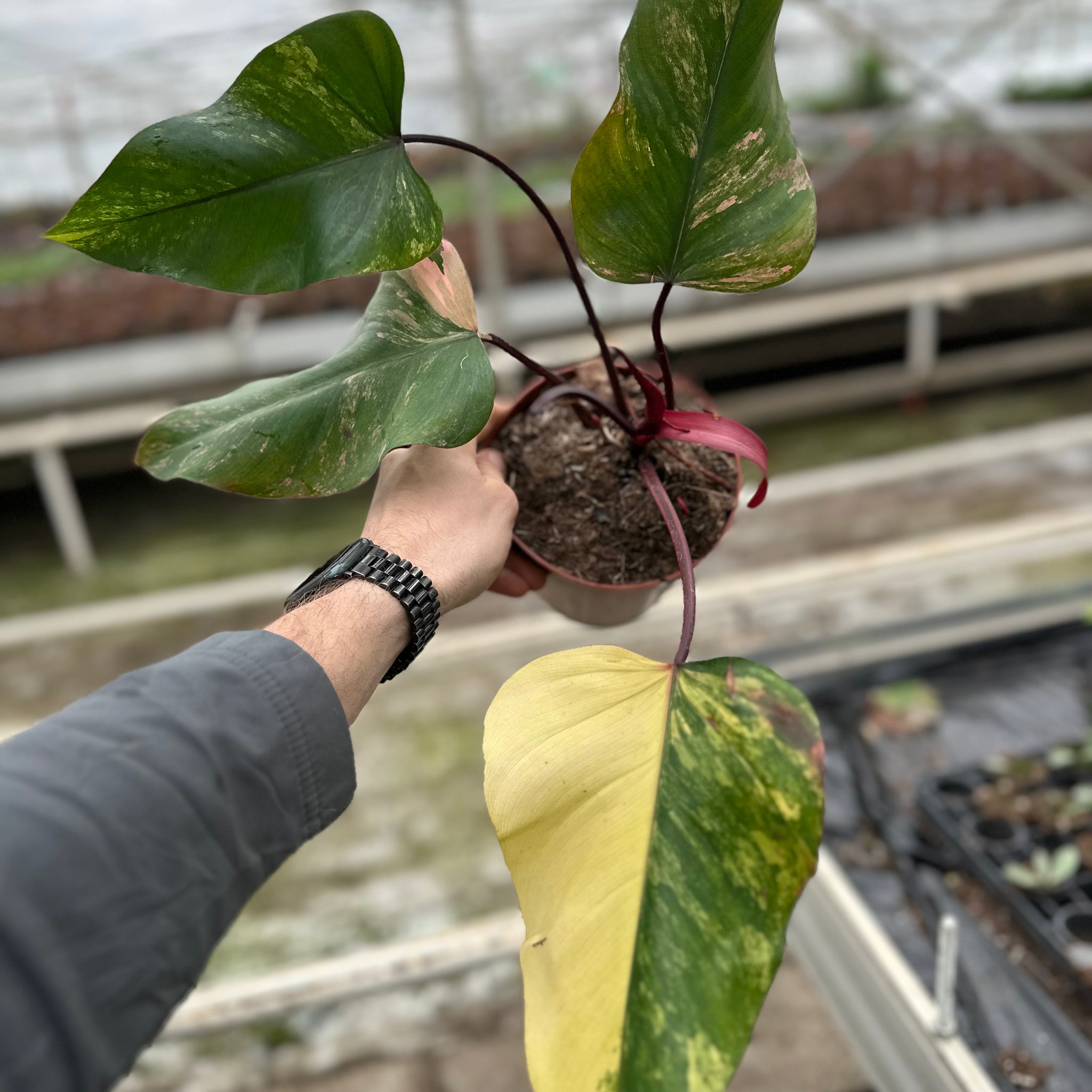 Philodendron Strawberry Shake