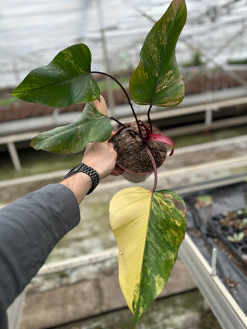 Philodendron Strawberry Shake