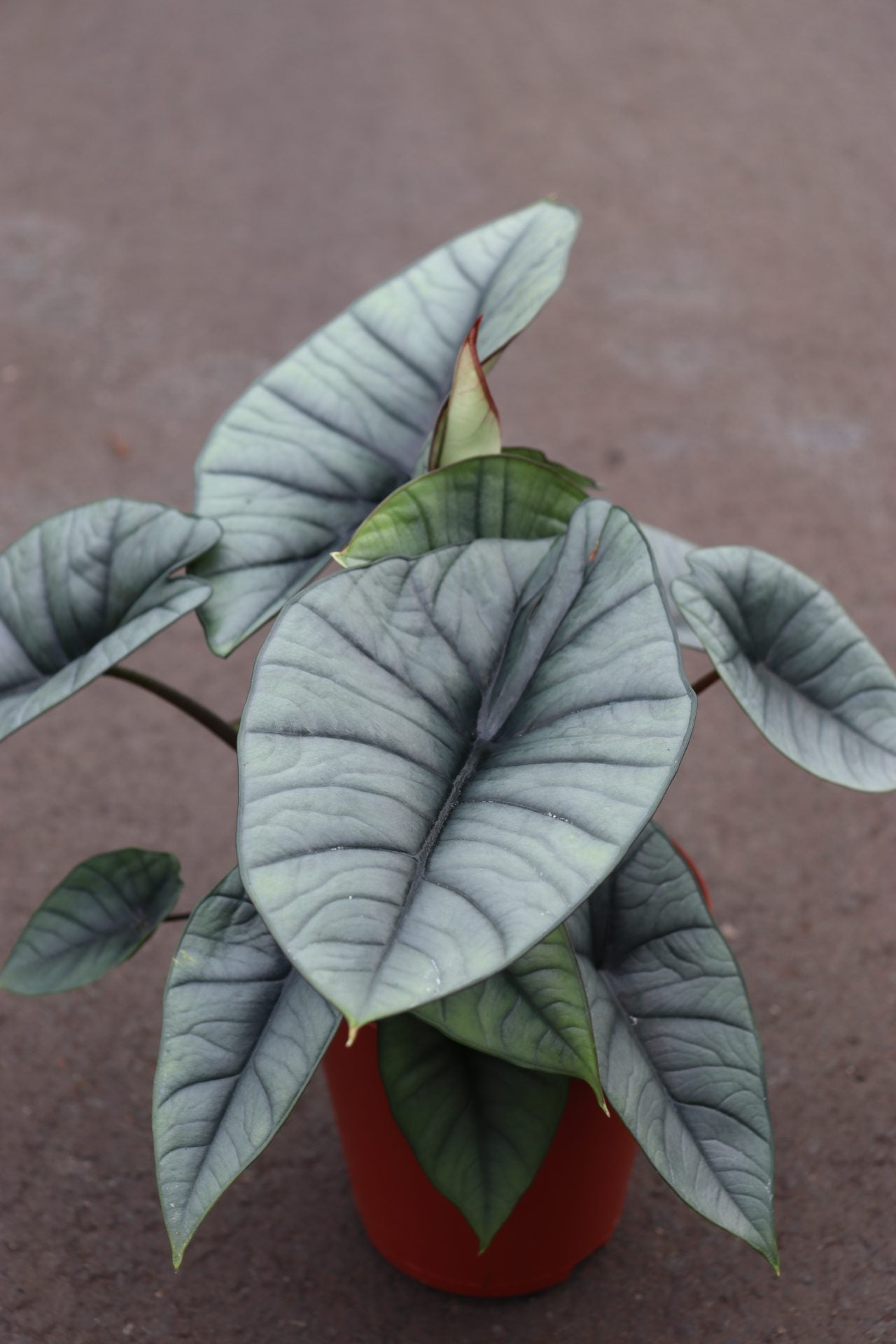 Alocasia Platinum