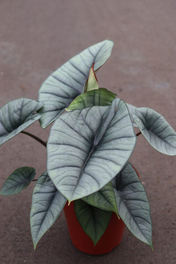 Alocasia Platinum