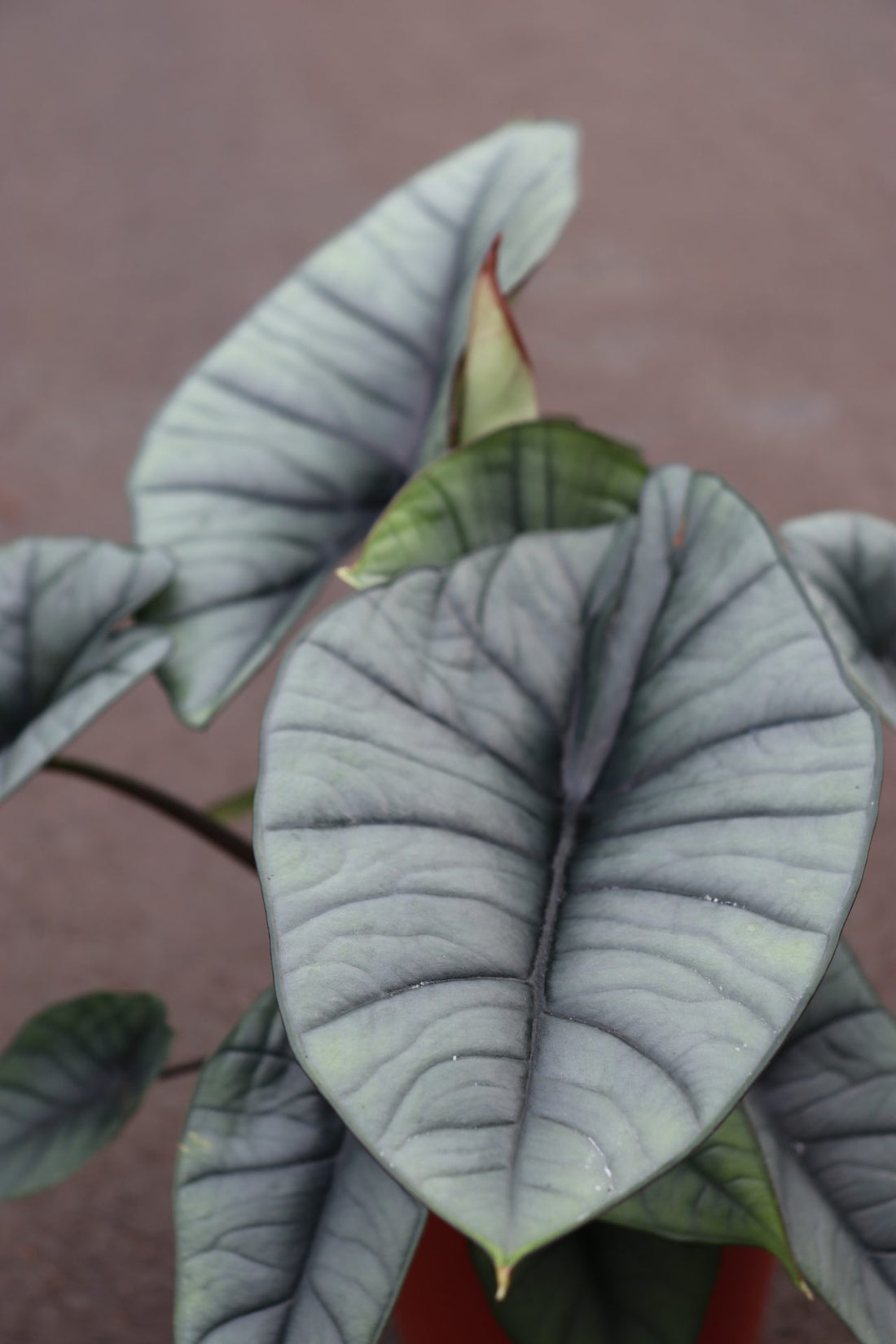 Alocasia Platinum