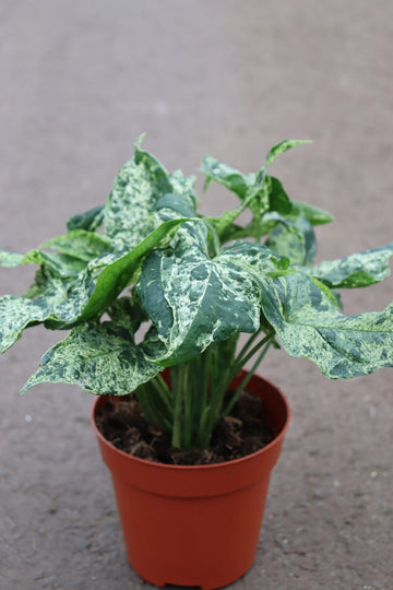 Syngonium Mottled