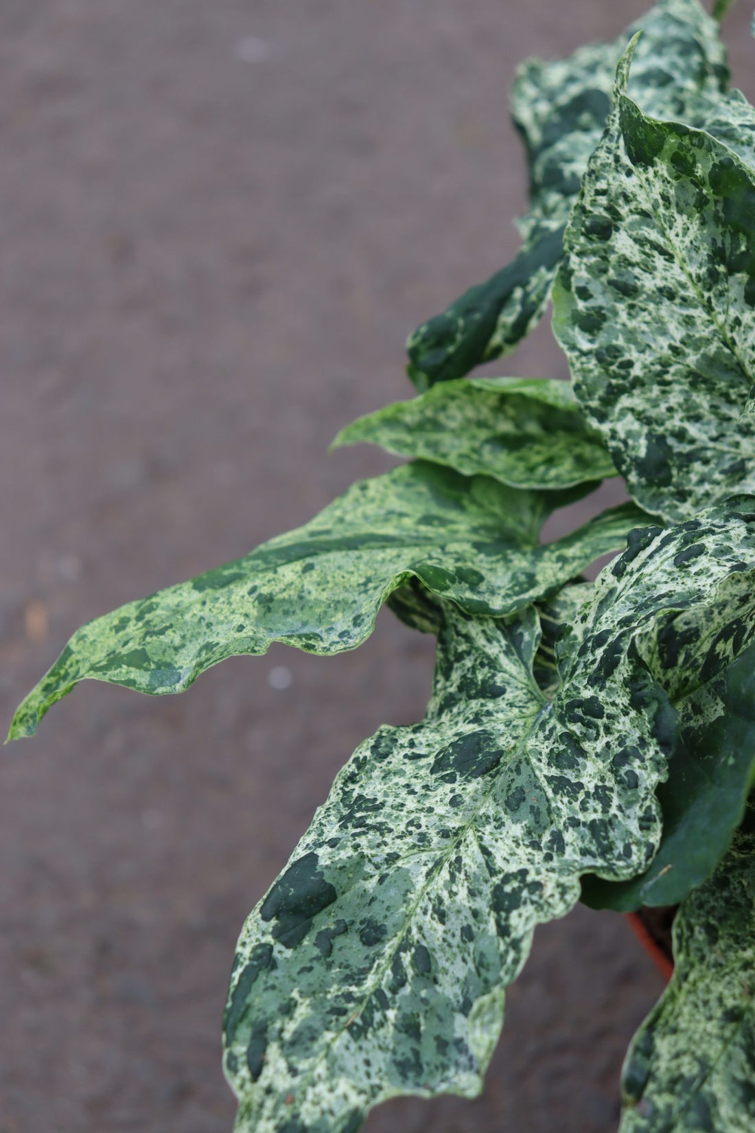 Syngonium Mottled