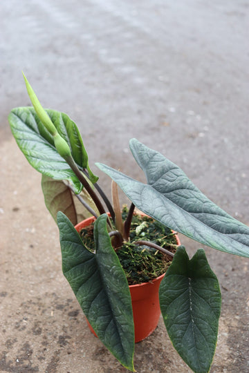 Alocasia Scalprum