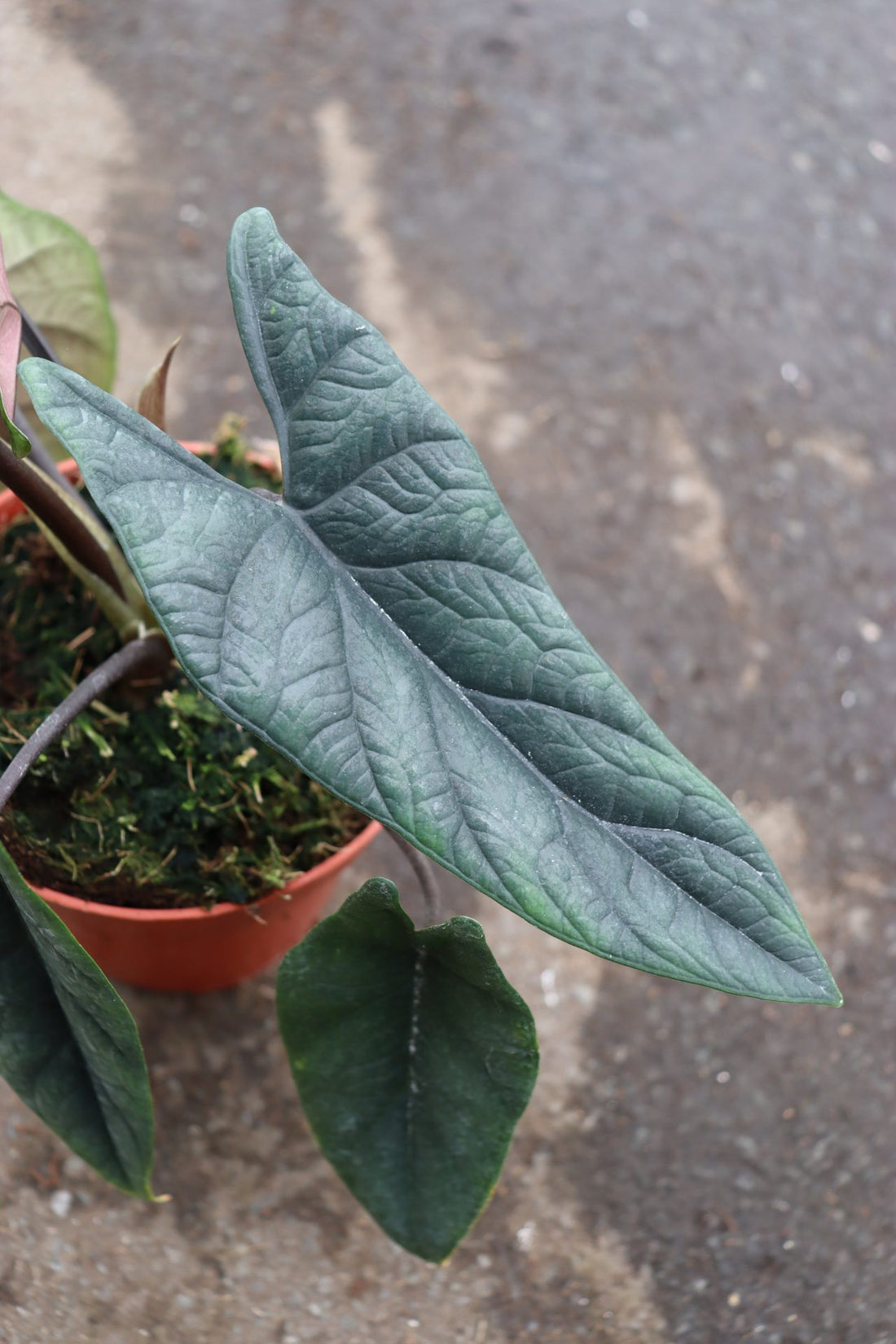 Alocasia Scalprum