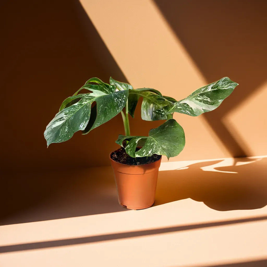 Monstera Albo Variegated