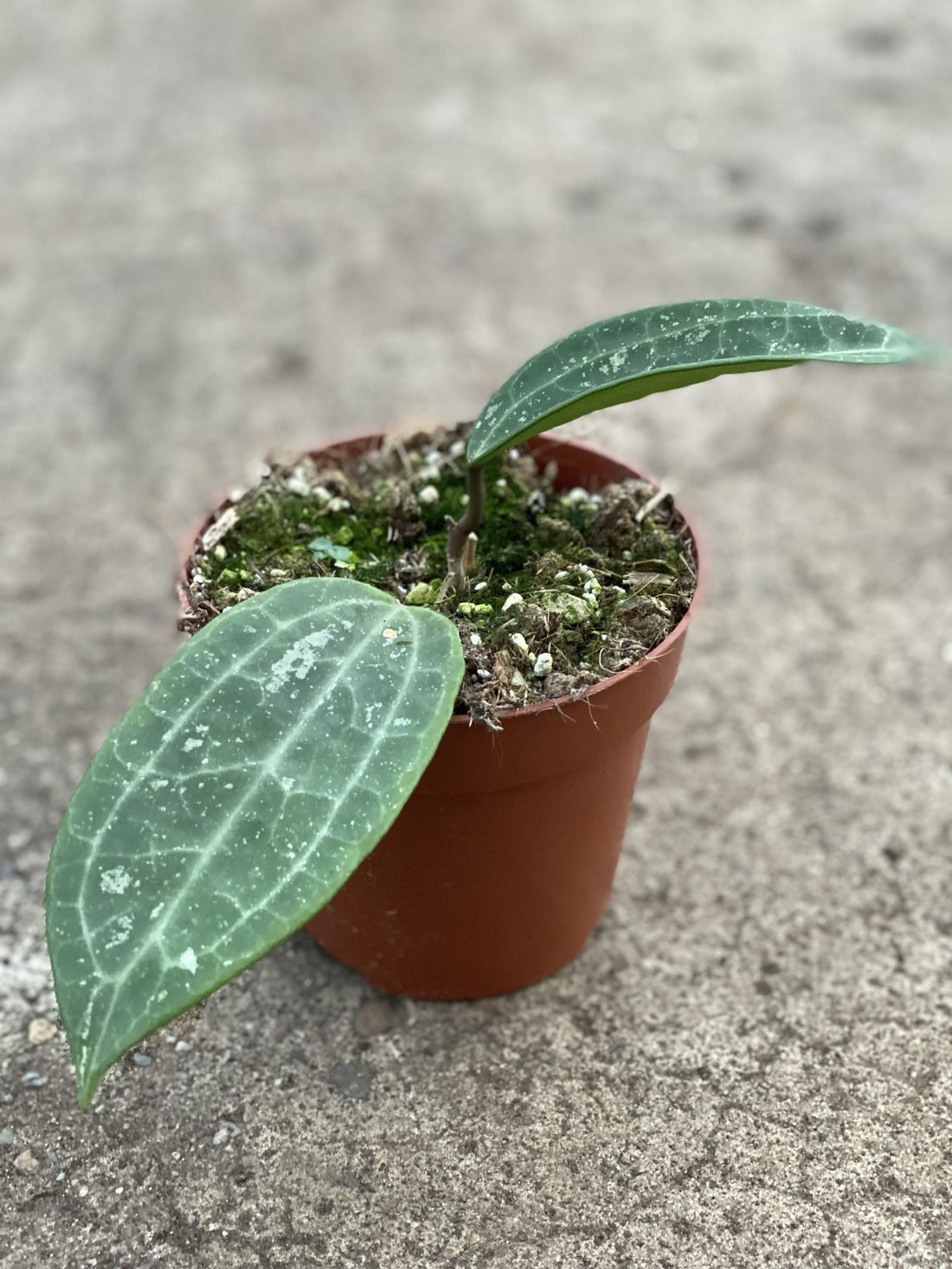 Hoya Macrophylla Splash