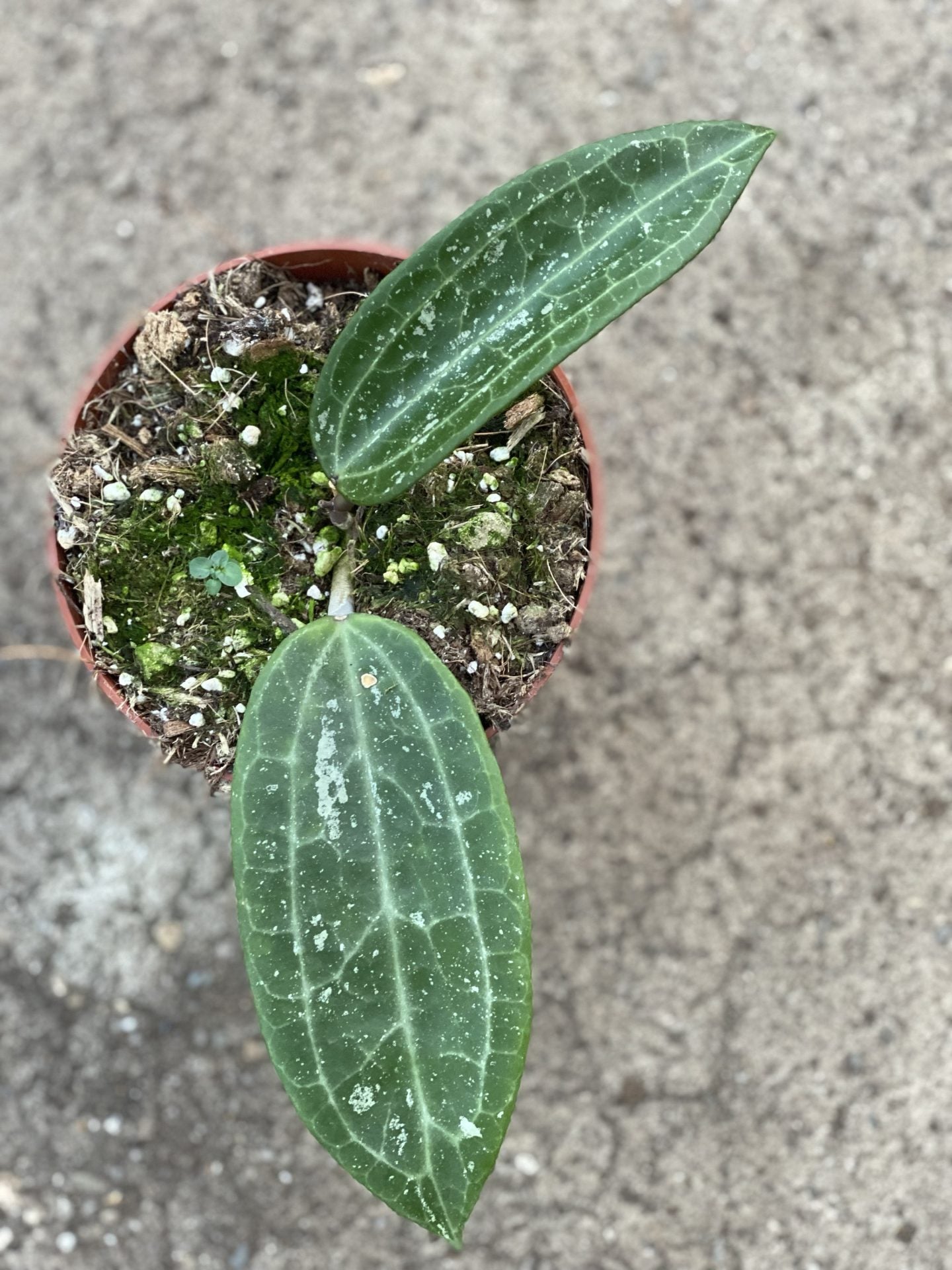 Hoya Macrophylla Splash