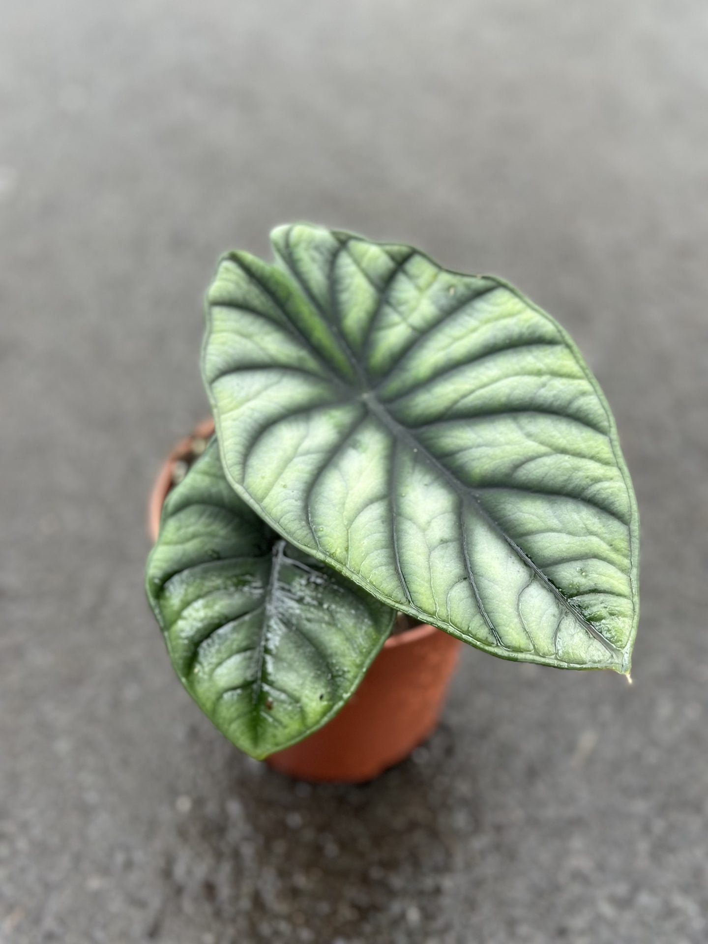 Alocasia Imperialis