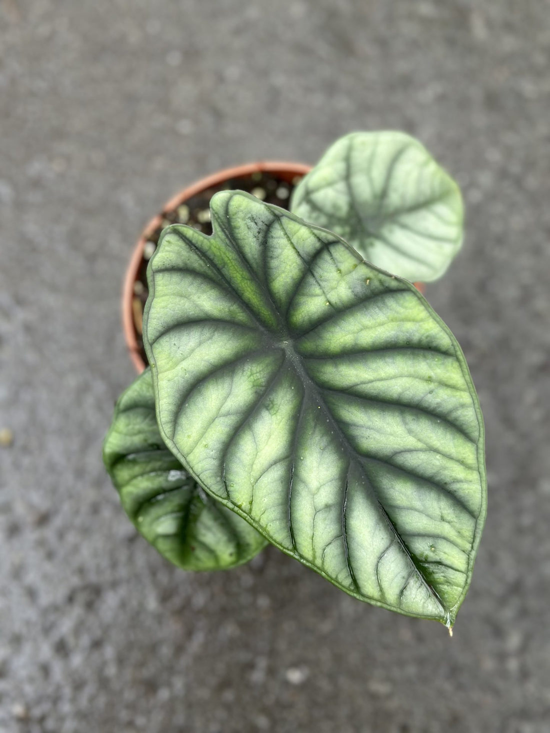 Alocasia Imperialis