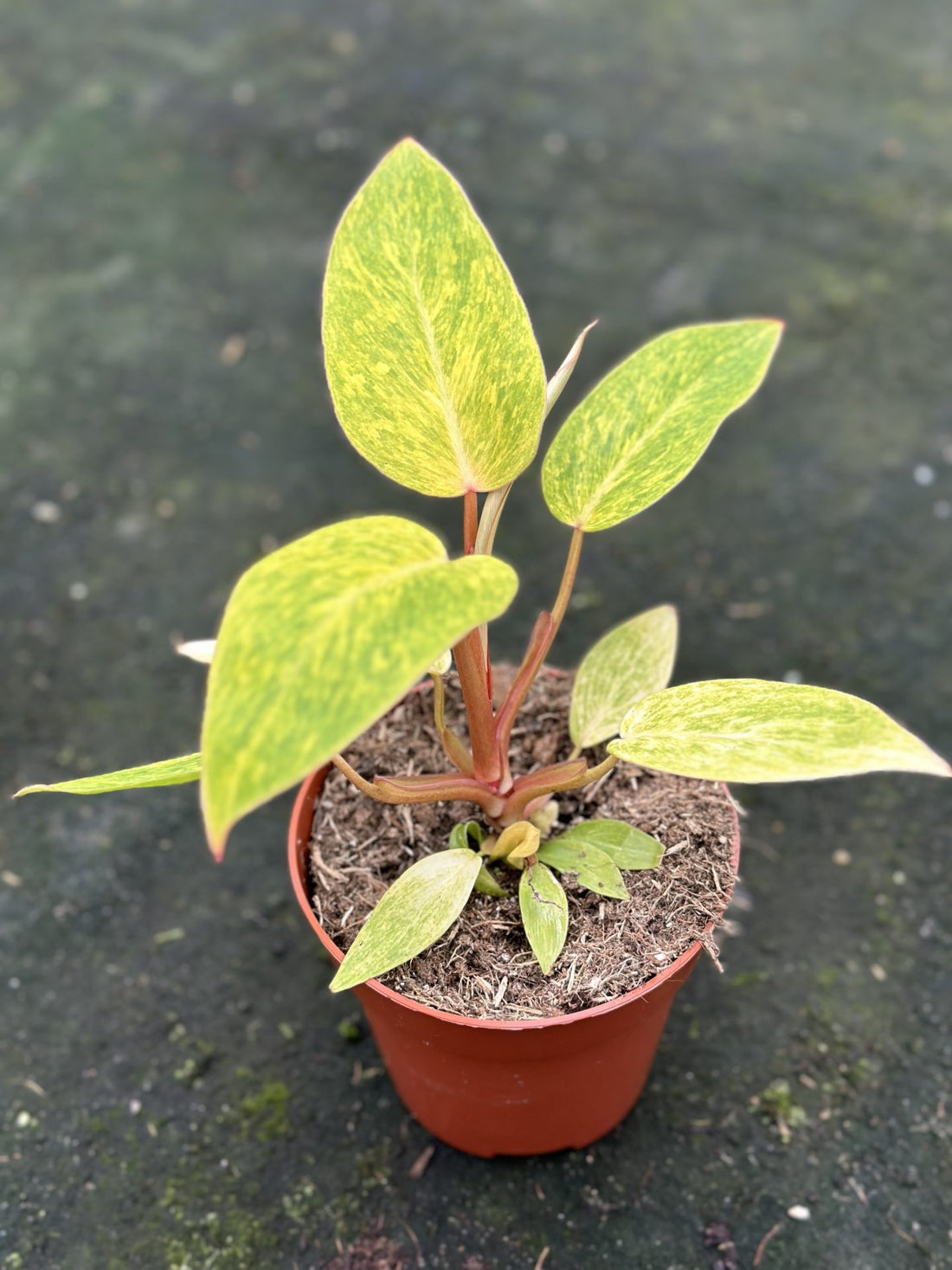 Philodendron Painted Lady