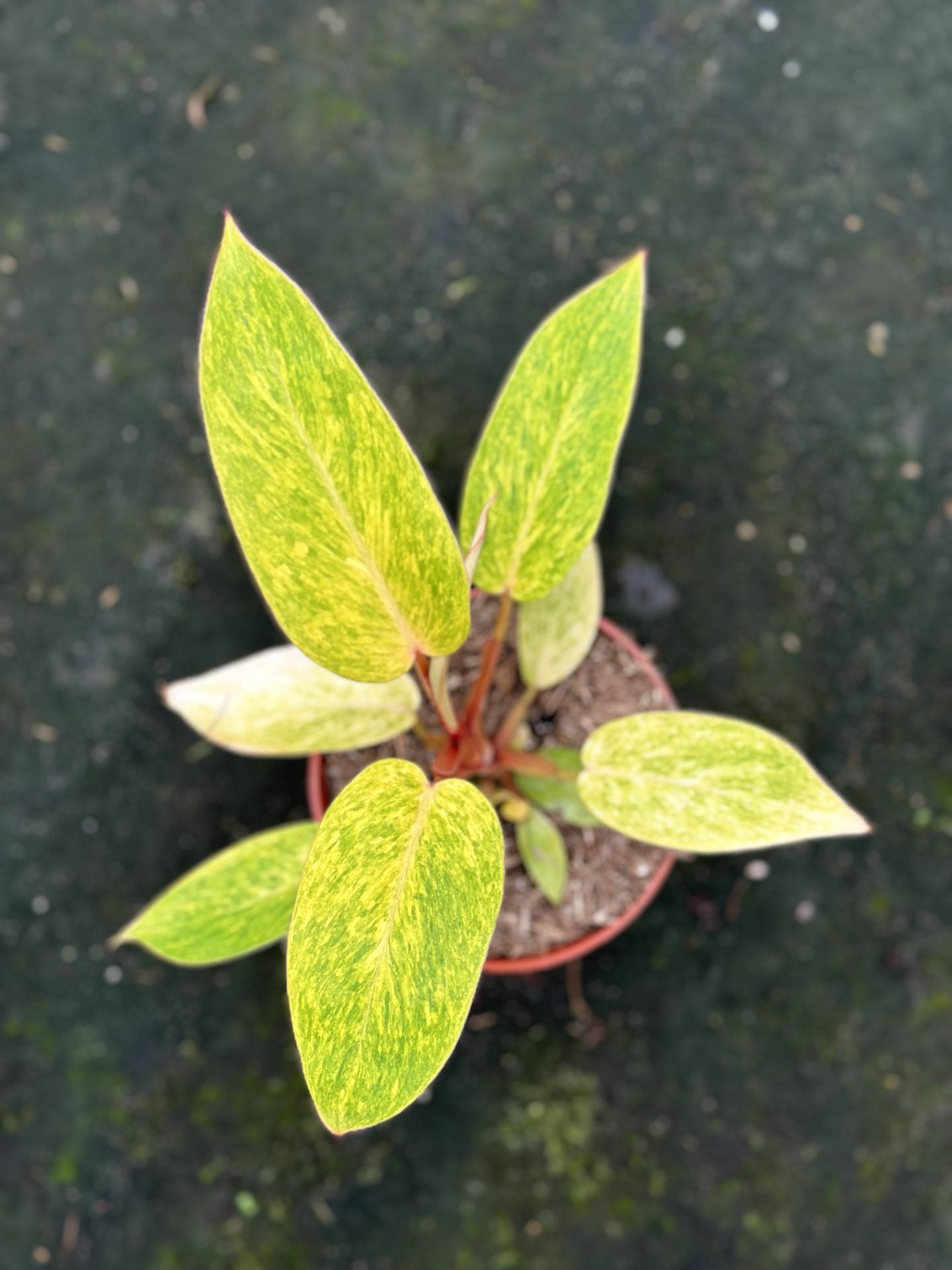 Philodendron Painted Lady