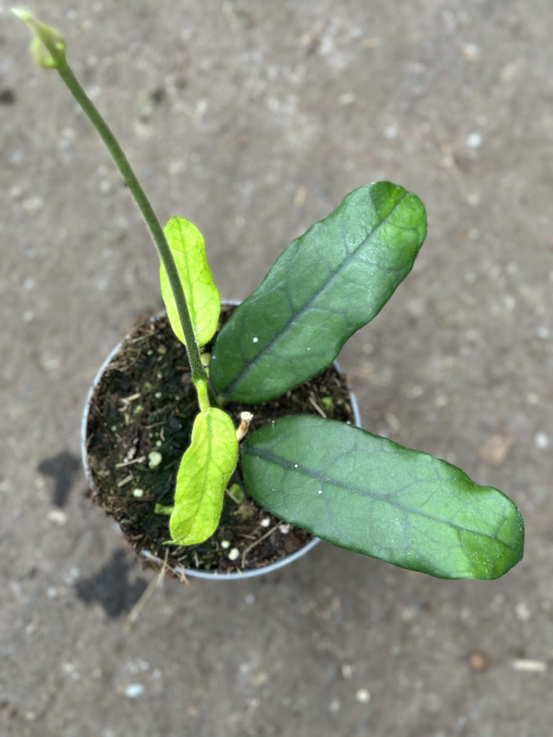 Hoya Globulosa