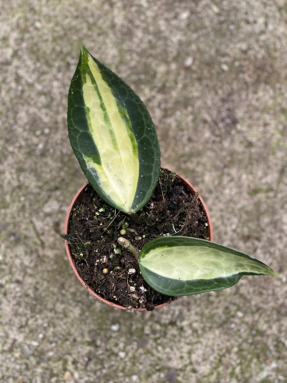 Hoya Macrophylla 'Pot of Gold'