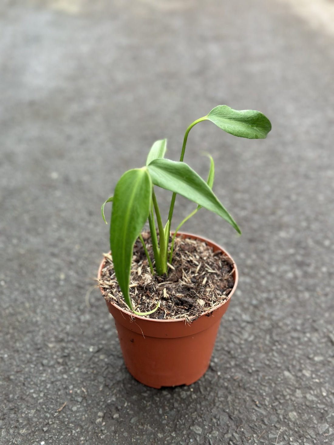 Philodendron Burle Marx Flame