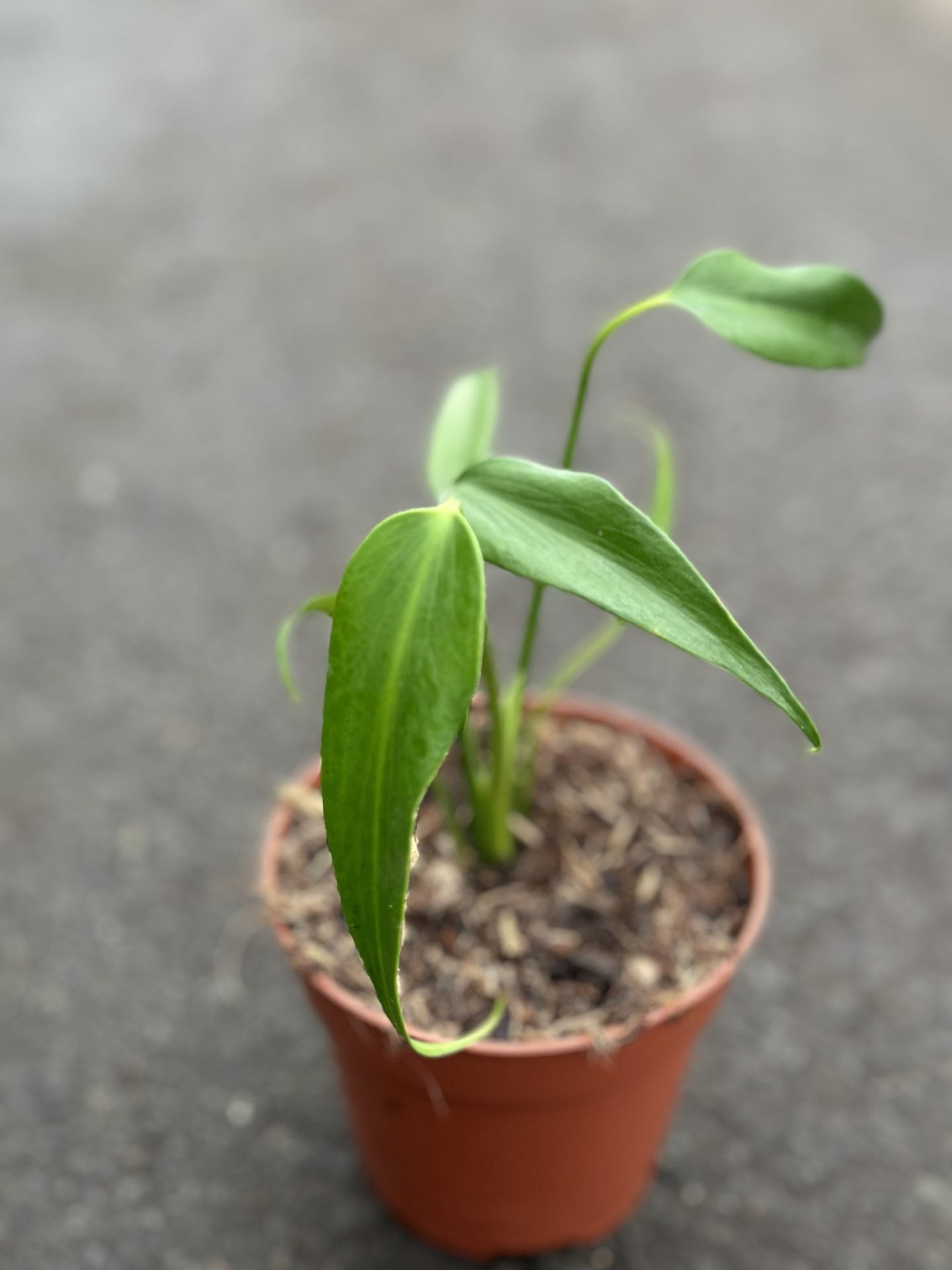 Philodendron Burle Marx Flame