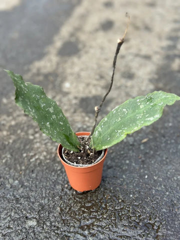 Hoya Undulata