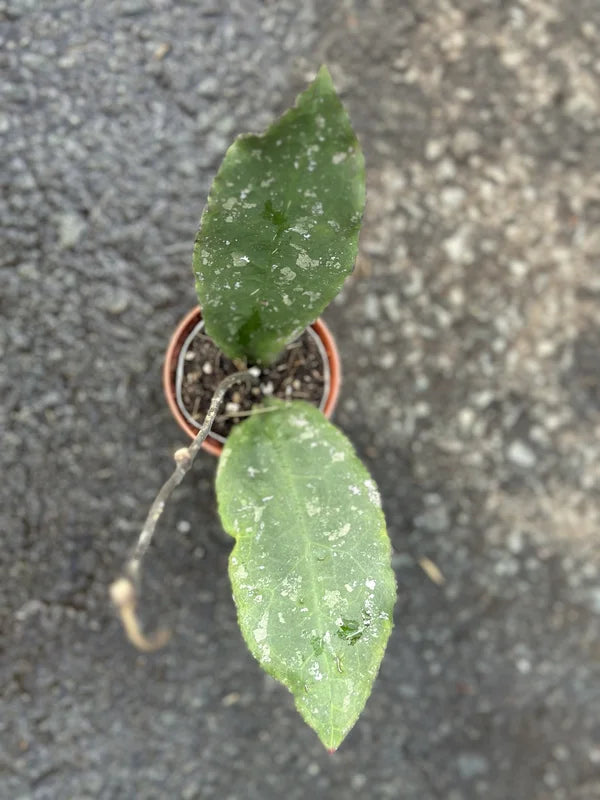 Hoya Undulata