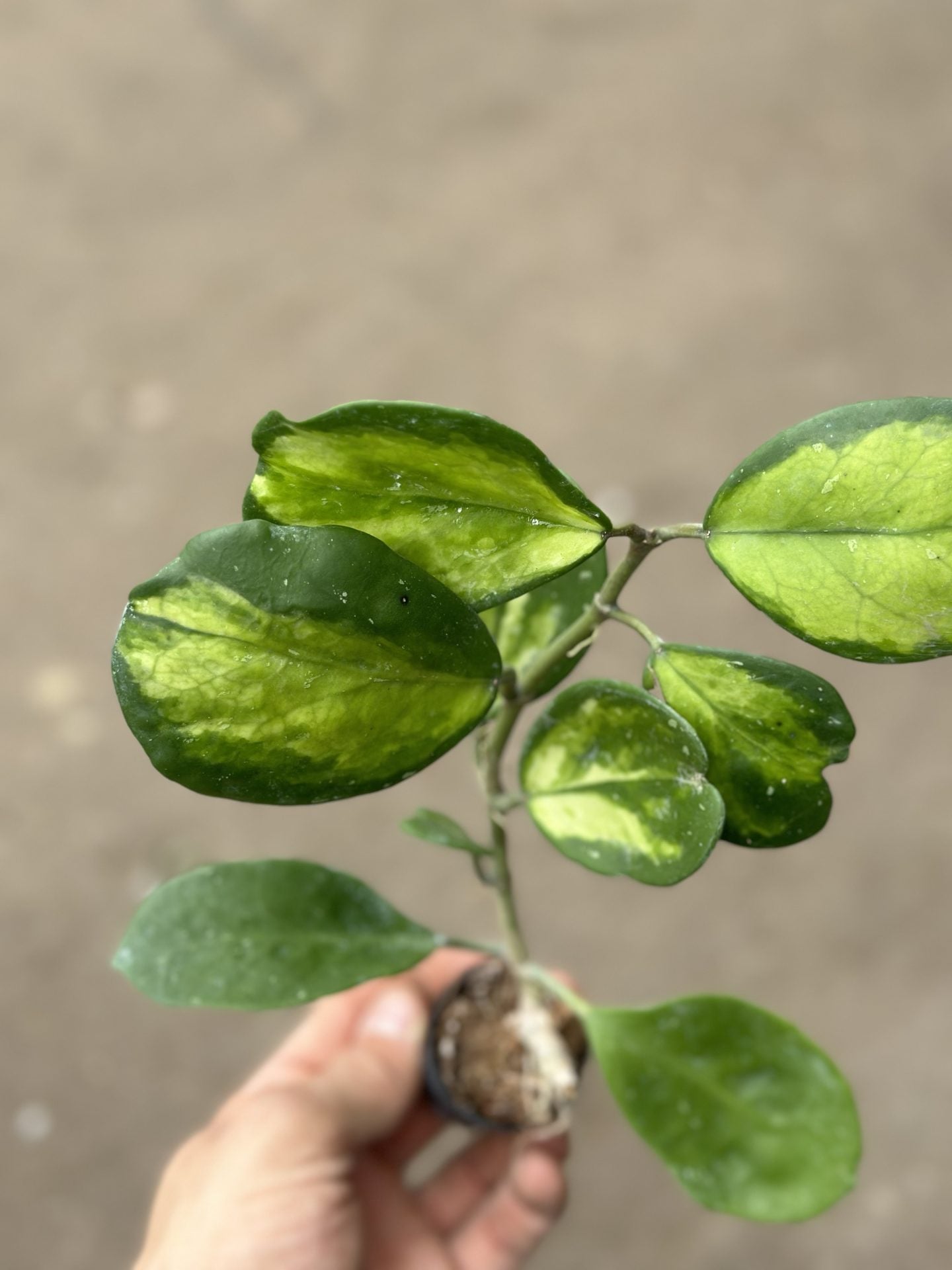 Hoya Obovata Variegated